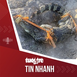 Tin tức tối 2-4: Cá sấu dài 1,6m bò vô sân nhà dân ở Bạc Liêu lúc nửa đêm