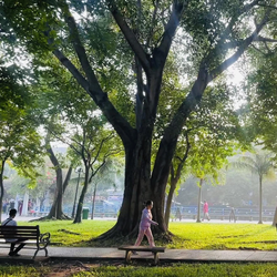 Podcast: Con người trẻ ra 2,5 tuổi, tim mạch tốt hơn, giảm tử vong nếu sống gần cây xanh, vì sao?