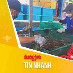 Tin tức sáng 18-9: Xử lý nghiêm việc vận chuyển, nhập lậu tôm hùm giống