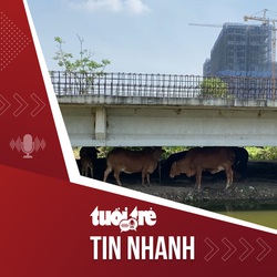 Tin tức tối 18-1: Vành đai 2 ở Thủ Đức làm mãi chưa xong, gầm cầu thành chỗ nuôi bò