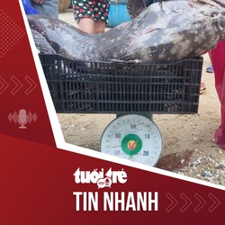 Tin tức tối 4-1: Cá mú 43kg dính lưới ngư dân