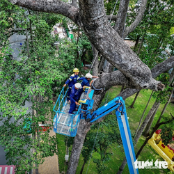 Thành phố Trà Vinh chi 20 tỉ 'vô nước biển' cho cây, gỡ gạch bó quanh gốc cho rễ thông thoáng
