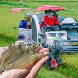 Một nông dân ở Bến Tre thu lợi hơn 20 tỉ đồng/năm từ nuôi tôm