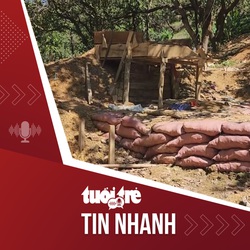 Tin tức tối 25-11: Đào vàng trái phép tái diễn ở Bình Phước