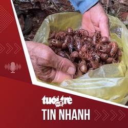 Tin tức tối 11-5: Nhặt xác ve sầu bán 2 triệu/kg, tin nổi không?