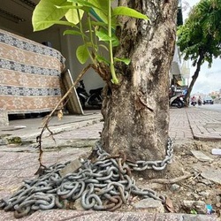 Thản nhiên 'bức tử' cây xanh, nhiều người bất bình