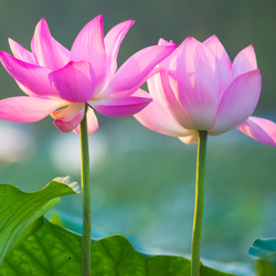 Loài hoa nào xứng đáng là quốc hoa của Việt Nam?