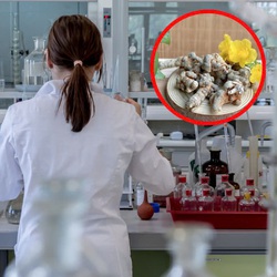 Tam thất dùng không đúng cách có thể gây đột quỵ