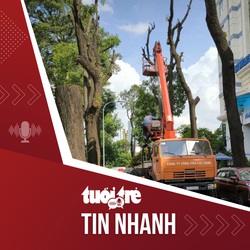 Tin tức tối 29-9: Cắt trụi cây xanh, cây ‘đau’, người tiếc