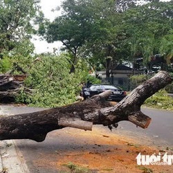 Huế từng có 15.000 cây xanh bị bão quật ngã, họ đã cứu như thế nào?
