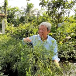 Gặp thầy giáo ở Cần Thơ hồi sinh loài cây thuỷ tùng quý hiếm bên bờ tuyệt chủng