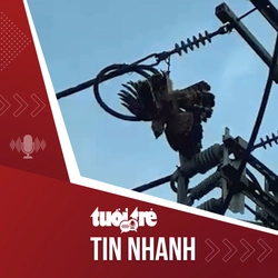 Tin tức tối 1-5: Giải cứu một con chim quý mắc kẹt trên dây điện ở quận Bình Tân