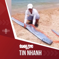 Tin tức tối 19-5: Lần đầu tiên cá mái chèo dạt vào bờ biển Ninh Thuận