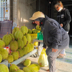 Thương lái nói gì về sầu riêng 30.000 đồng/kg, 'bao ăn' ở miền Tây?