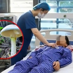 Từ vụ 8 người nhập viện sau bữa ăn lẩu nấm: Nhận biết nấm độc, xử lý khi nghi bị ngộ độc