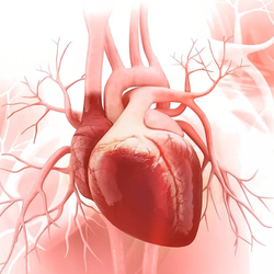 Đột phá y học: Tim chứa tế bào người được nuôi cấy thành công trong phôi heo
