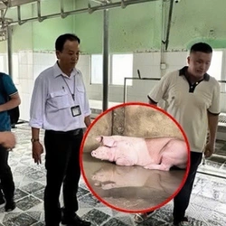 Kết quả kiểm tra lò mổ tại Hậu Giang liên quan đến Công ty C.P. Việt Nam