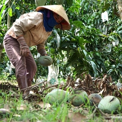 Xoài Đắk Nông rớt giá thê thảm, bán cả tạ chỉ đủ mua vài ký gạo