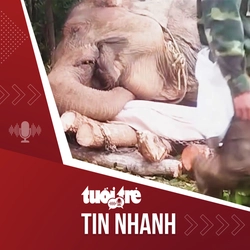 Tin tức tối 19-7: Nguyên nhân voi cái Bắk Khăm chết trong rừng ở Đắk Lắk