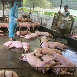 Nhiều hộ dân ở Nghĩa Hành phải nộp tiền để tiêu hủy heo chết dù quy định miễn phí