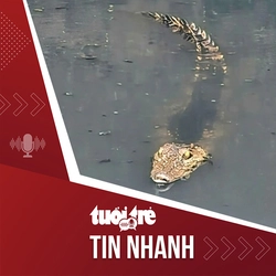 Tin tức tối 20-7: Cá sấu xuất hiện dưới kênh ở TP.HCM