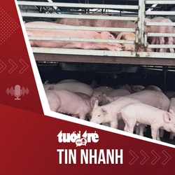 Tin tức tối 31-7: Xe tải chở 97 con heo nhiễm dịch tả heo châu Phi từ Lâm Đồng qua Đắk Lắk