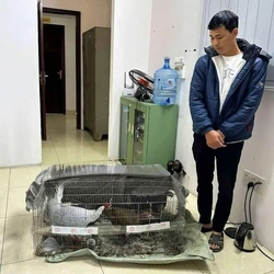 Vụ tuyên người bán gà lôi trắng 6 năm tù: Bản án bị kháng nghị, bị cáo được tại ngoại