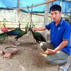 Anh nông dân Gia Lai nuôi chim quý: Làm đúng luật, thu gần 1 tỉ mỗi năm