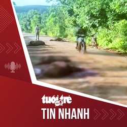 Tin tức tối 22-8: Hy hữu xe tải tông chết 18 con bò, tài xế thường 305 triệu