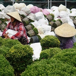 Cúc mâm xôi nở nhanh 'không kịp trở tay', nhiều nhà vườn nguy cơ lỗ nặng