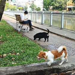 Luật sư nói về việc người nuôi thả chó mèo trong chung cư và mức phạt mới