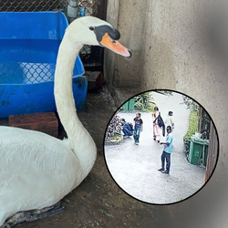 Thảo cầm viên Sài Gòn kể lại hành trình 'giải cứu' thiên nga trắng bị trộm