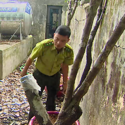 Giải mã 'cơn sốt' cây muội hồng: Vào rừng săn lùng, livestream thổi giá và những hệ lụy