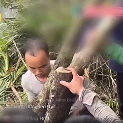 Giải mã 'cơn sốt' cây muội hồng: Vào rừng săn lùng, livestream thổi giá và những hệ lụy