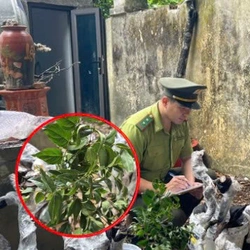 Cây muội hồng bị 'thổi giá' cả trăm triệu đồng, kiểm lâm cảnh báo điều gì?