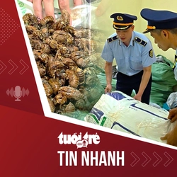 Tin tức tối 13-5: Vụ 80kg xác ve sầu cần giấy chứng minh nguồn gốc: Chủ hàng xuất trình đủ giấy tờ, được trả lại hàng