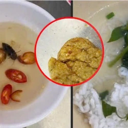 Kết quả kiểm tra vụ bữa ăn tập thể của sinh viên ở Huế bị phản ánh có gián, dòi và sâu