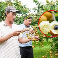 Những ưu điểm giúp thanh nhãn Cà Mau giá hơn 100.000 đồng/kg vẫn cháy hàng