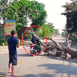Chặt cây gây hậu quả chết người ở Thanh Hóa: Luật sư phân tích trách nhiệm của những người liên quan