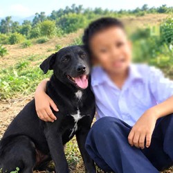 Chó Đen bảo vệ cậu chủ đi lạc giữa núi rừng: Không ngờ có ngày 'giúp vật vật trả ơn'