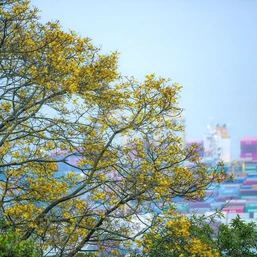 Sơn Trà mùa hoa nở, mùa voọc về