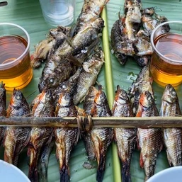 Cá mát: Đặc sản đại ngàn Trường Sơn