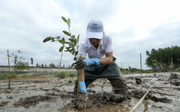 Vietnam plants over 1.4bn trees in 5 years
