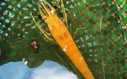 Rare golden tiger prawn discovered in Vietnam’s Ca Mau