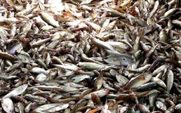 Flood season brings bumper catch to Vietnam’s Mekong Delta