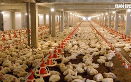 Anh Việt Quốc chủ động nguồn cung thịt gà sạch từ trang trại công nghệ cao