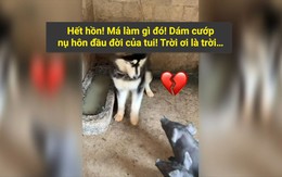 Khi chó "đại náo"... chuồng heo