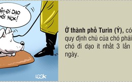 Những điều luật kỳ lạ trên thế giới