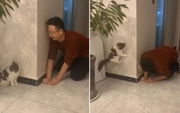 Thanh niên chơi ú òa với mèo