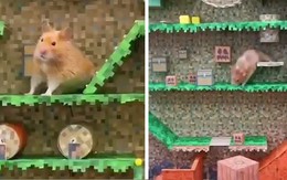 Chuột hamster chơi game 'thoát khỏi mê cung'